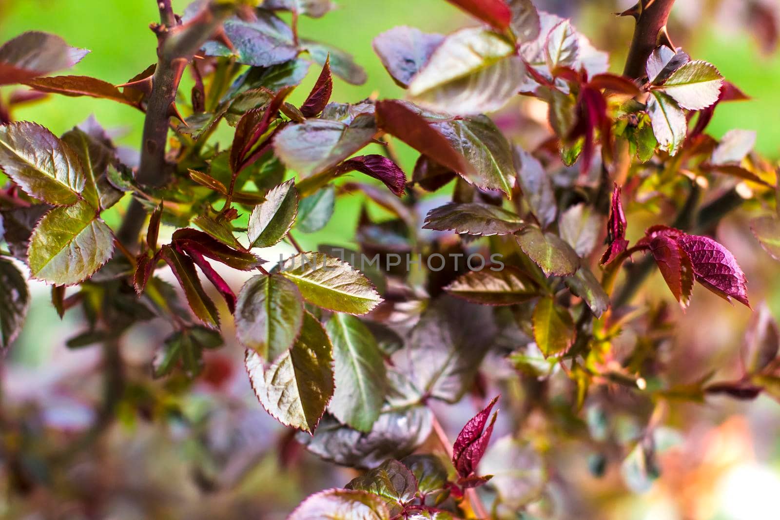 tree leaves close up on a summer day