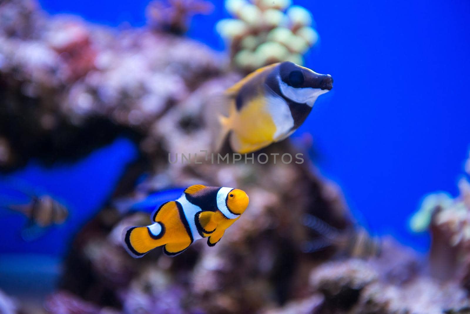 Coral and fish
