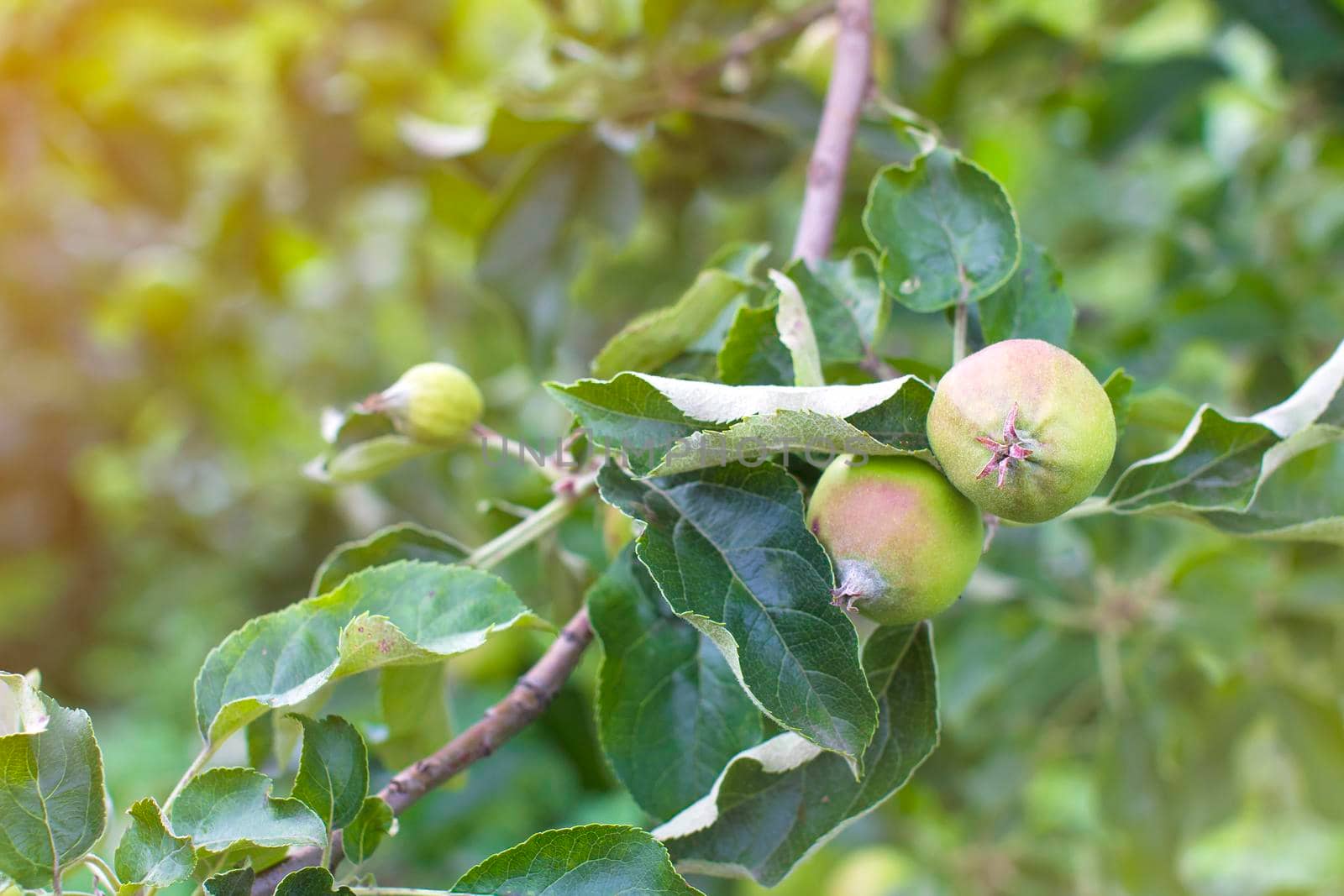 apple garden on a sunny summer day