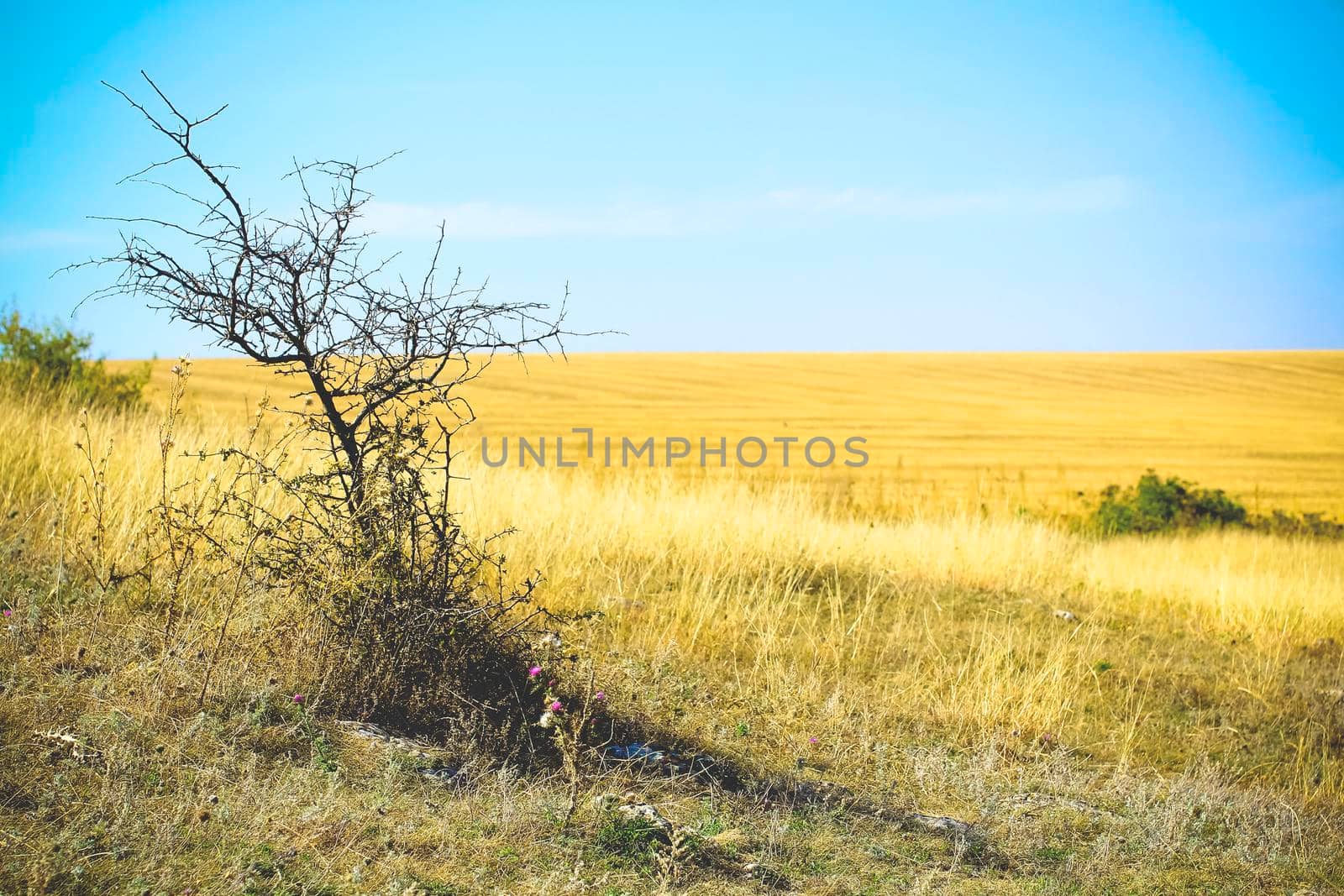 tree in a field on a sunny day. landscape