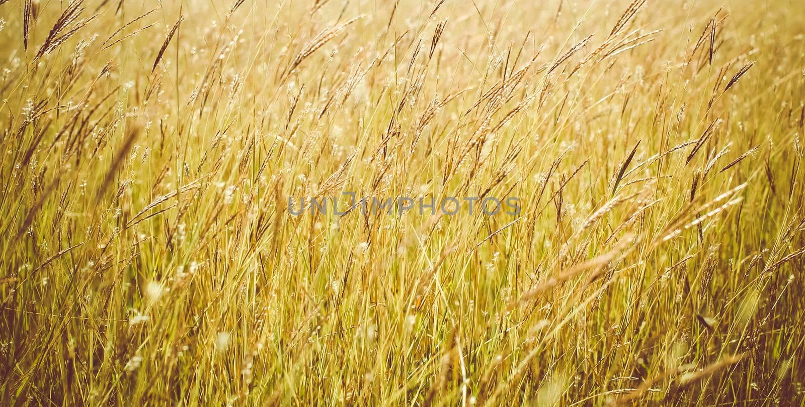 Grass close up in sunny weather, nature, bokeh.