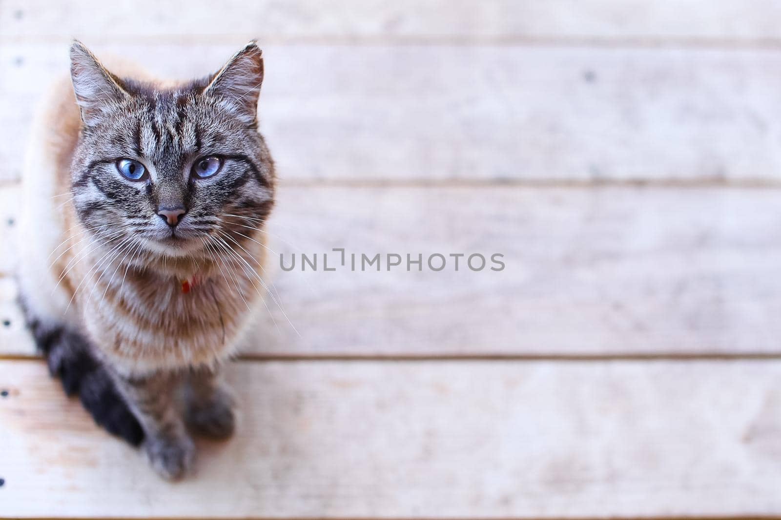 Cat with blue eyes