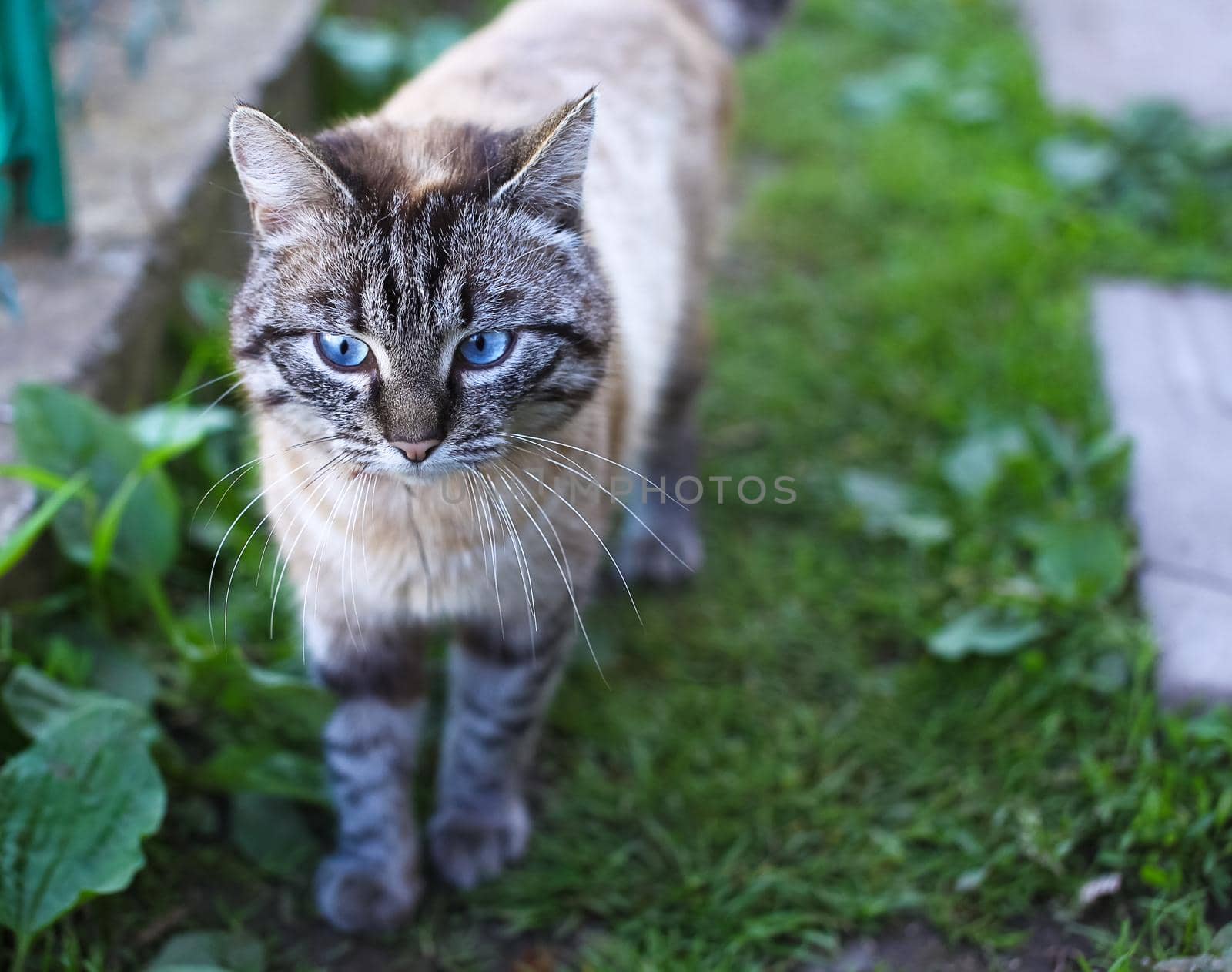 Cat with blue eyes