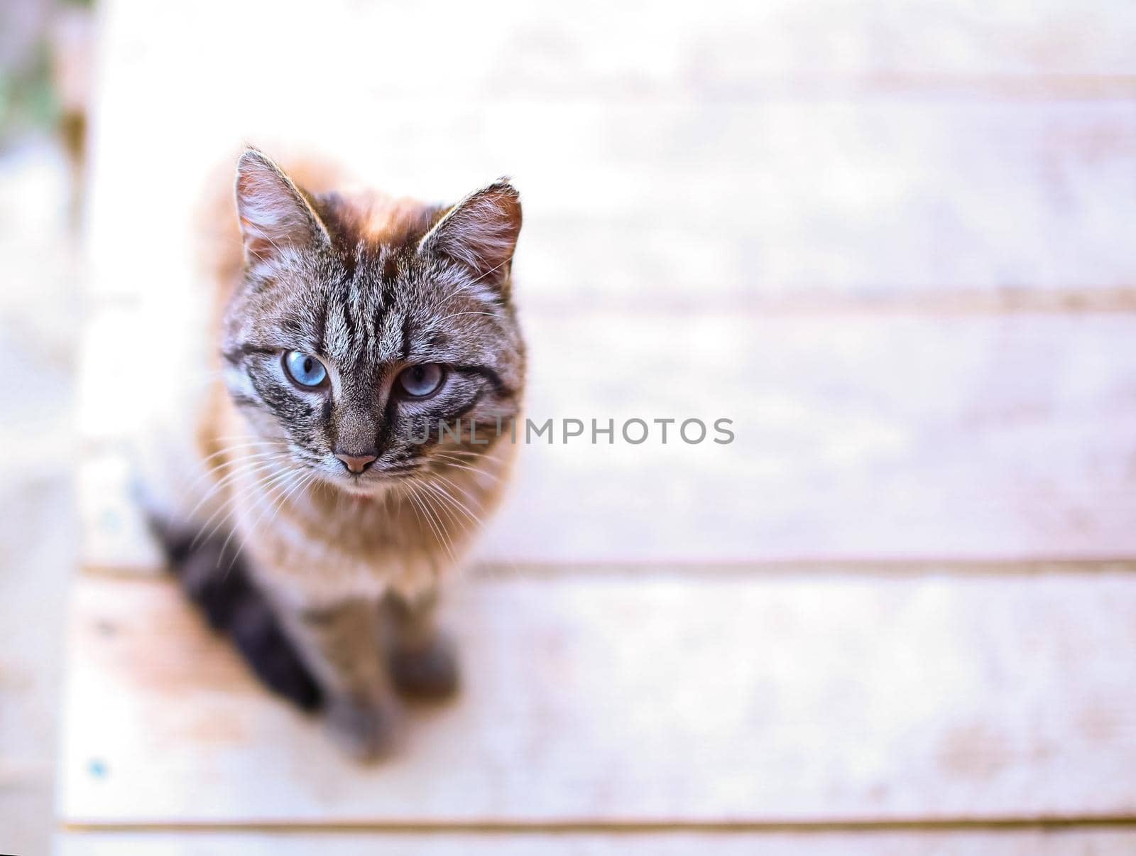 Cat with blue eyes