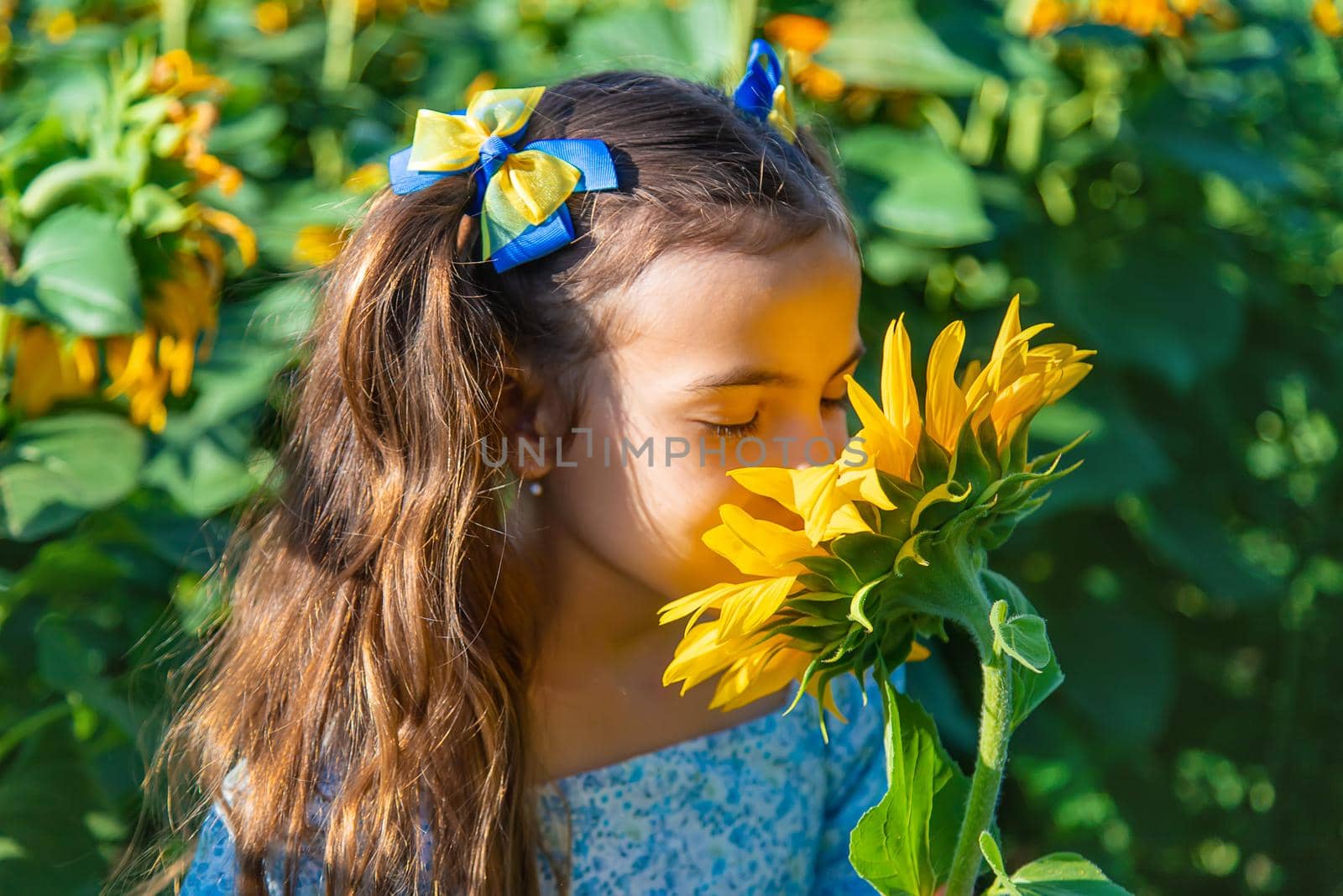 A child in a field of sunflowers. Ukraine. Selective focus. Nature.