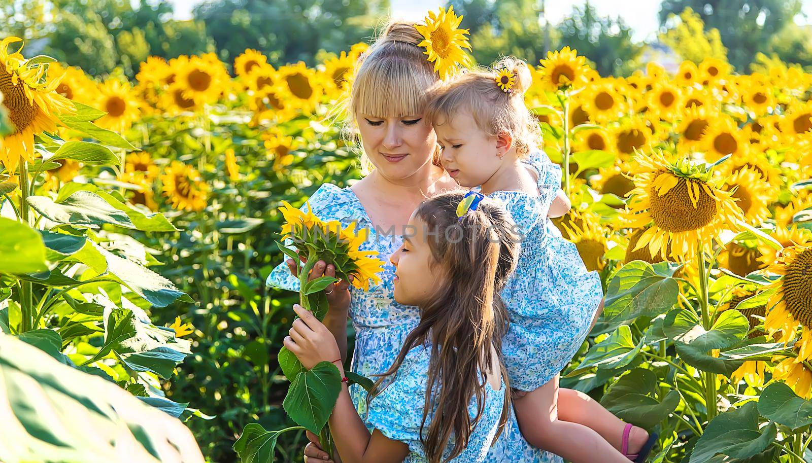 Family photo in a field of sunflowers. Ukraine. Selective focus. by yanadjana