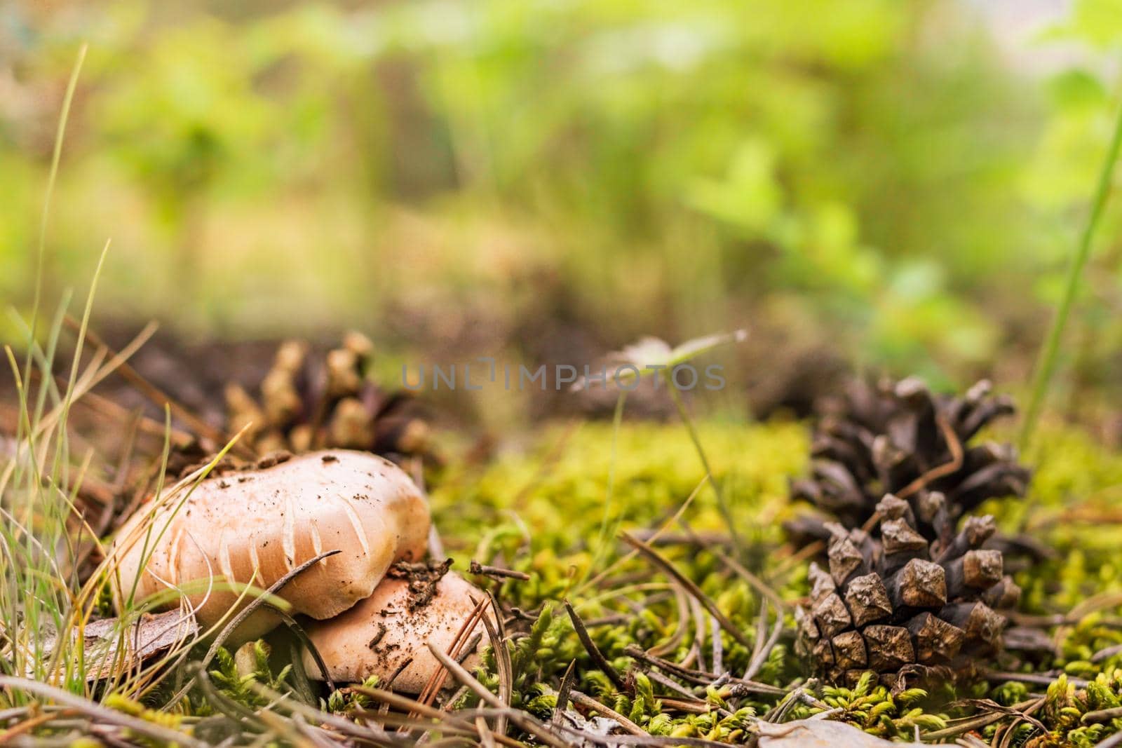 A group of mushrooms boletus grows among the moss and fallen pinecones in coniferous forest, mushroom picking season, selective focus, close up