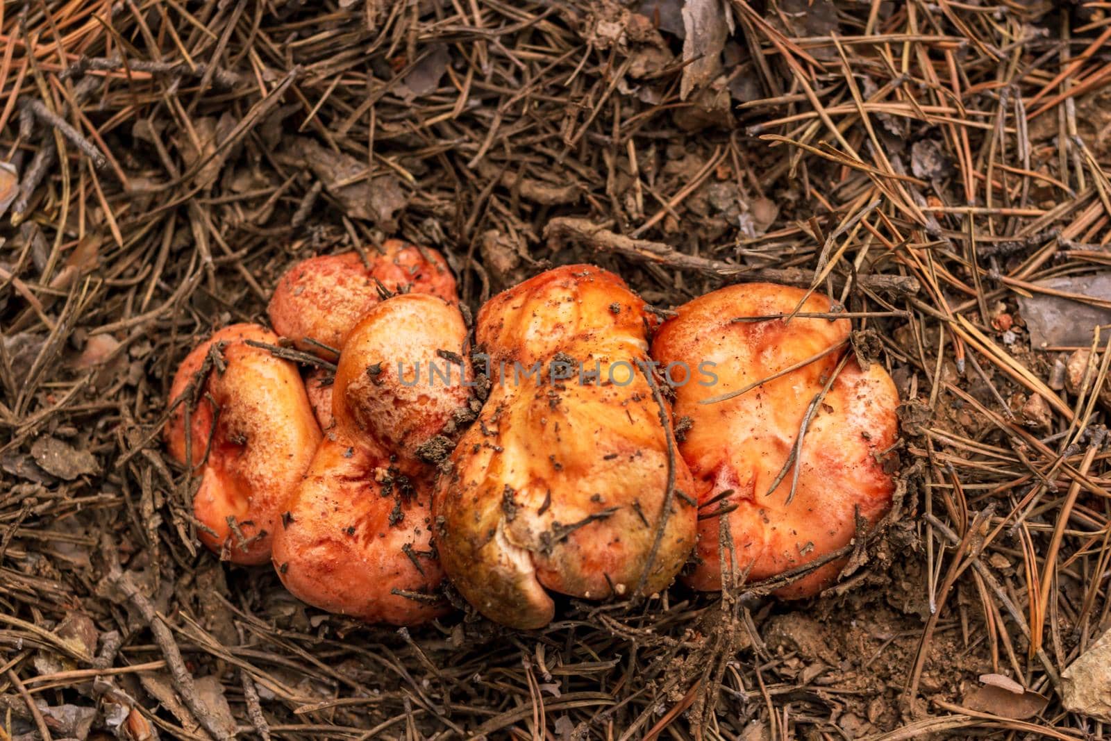 Group of saffron milk cap, Lactarius deliciosus, grows among fallen needles and pinecones in coniferous forest, mushroom picking season, top view, close up, selective focus