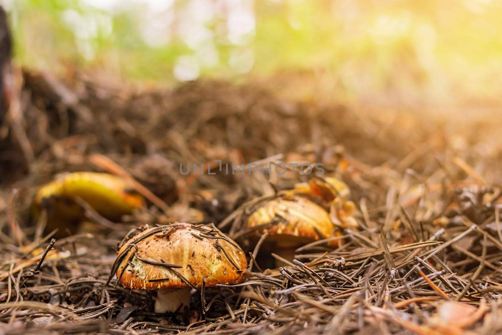 Group of mushrooms boletus, suillus luteus, grows under pine tree in fallen needles in coniferous forest, mushroom picking season, front selective focus, close up