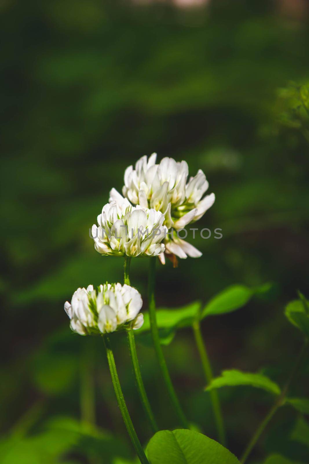 Beautiful flowers in the green grass. Flower close-up in the thicket. Summer meadow with flowering plants.