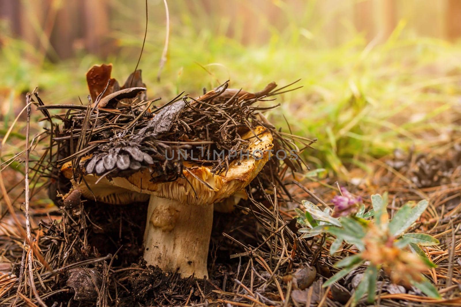 Overripe saffron milk cap, Lactarius deliciosus, grows among fallen needles and pinecones in coniferous forest, mushroom picking season, selective focus, close up