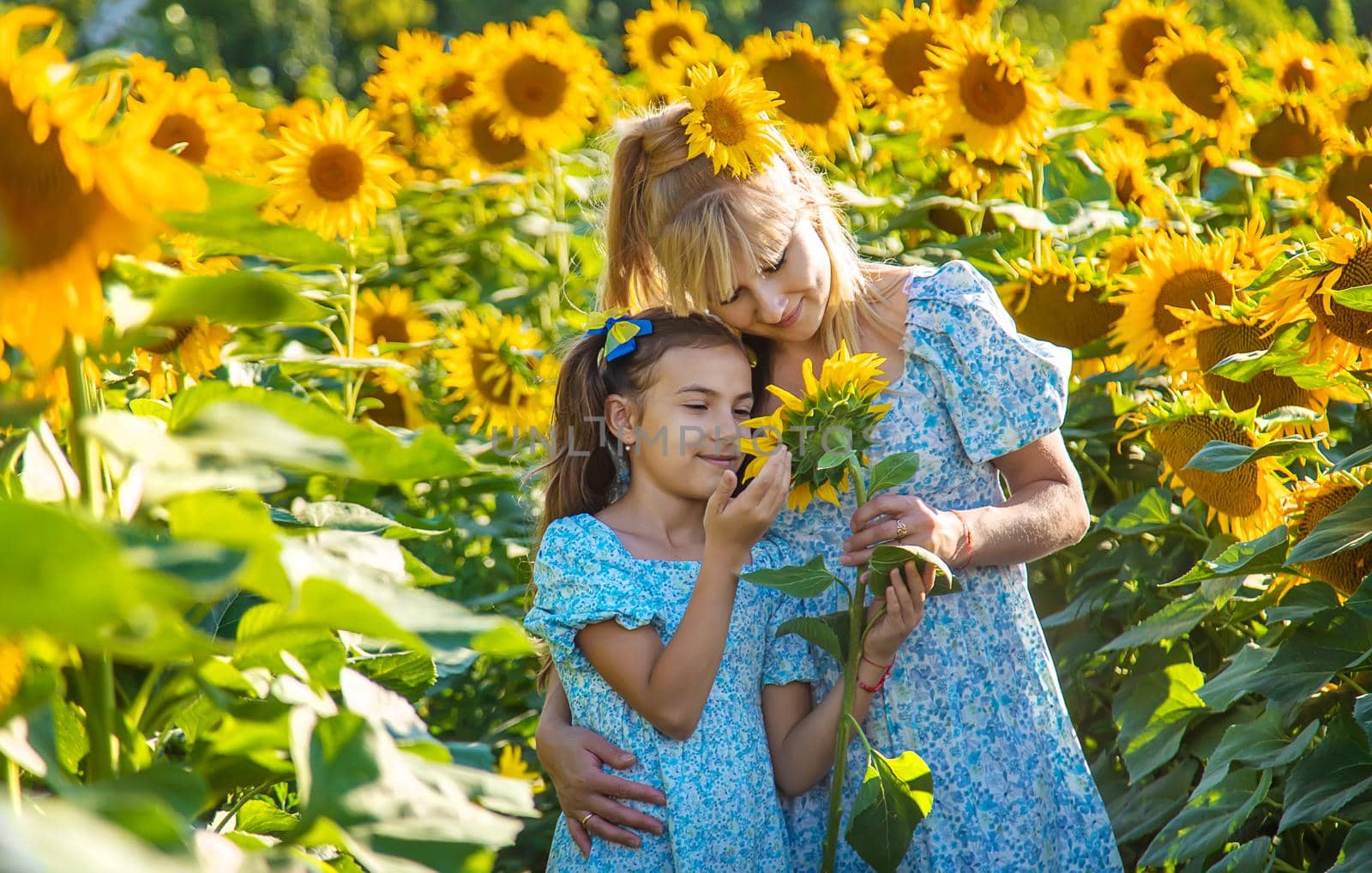 Family photo in a field of sunflowers. Ukraine. Selective focus. Nature.