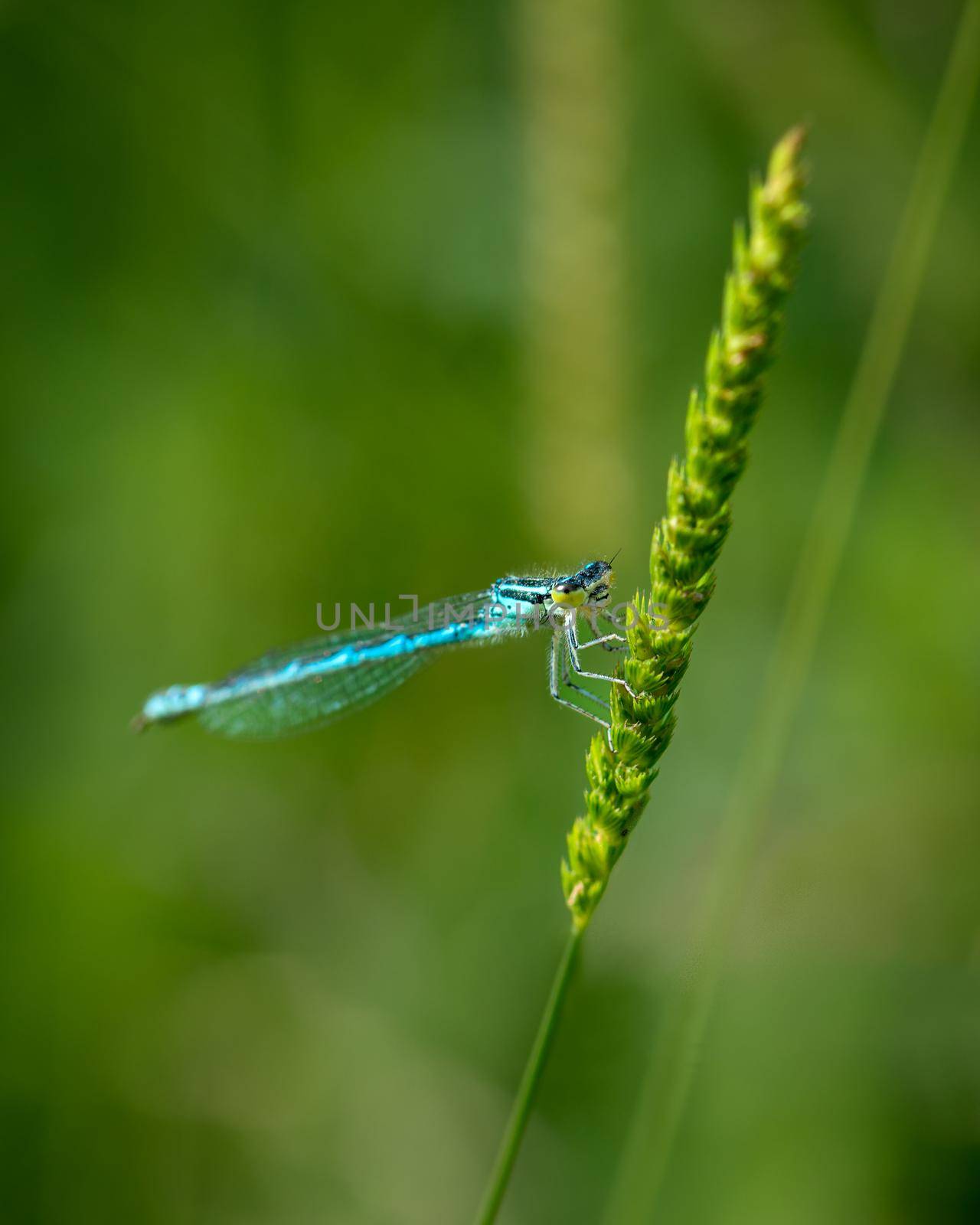 Close-up photo of damselfly selective focus by Millenn