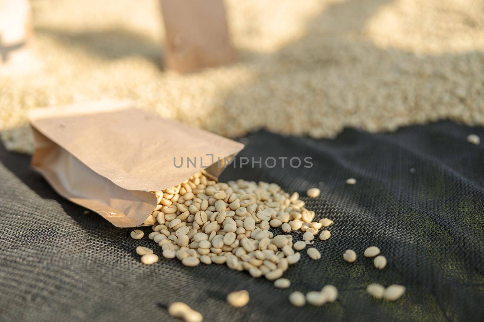Close up of coffee beans scattered from a paper bag at the coffee washing station in farm at Africa