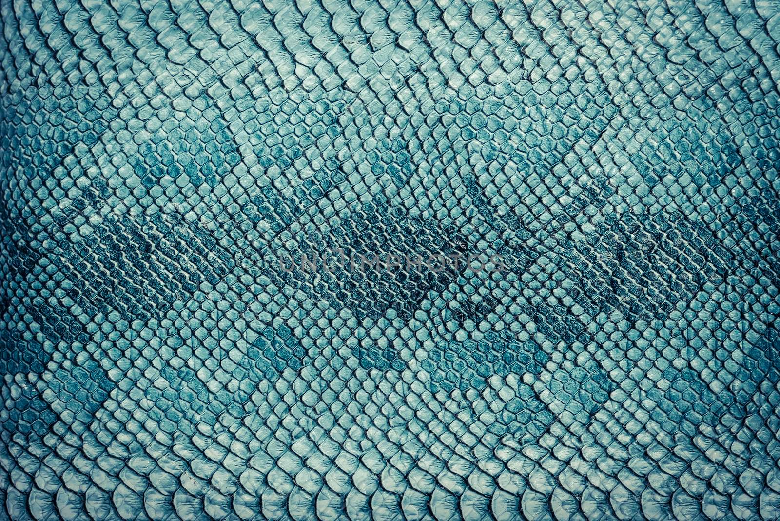 Snake skin background. Close up.