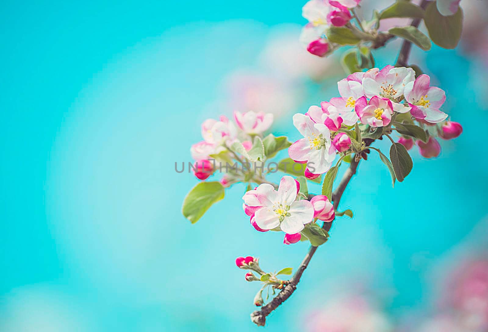 Apple blossom on an apple tree in a domestic garden with sun shining behind. Focus is on the foreground with the background out of focus.