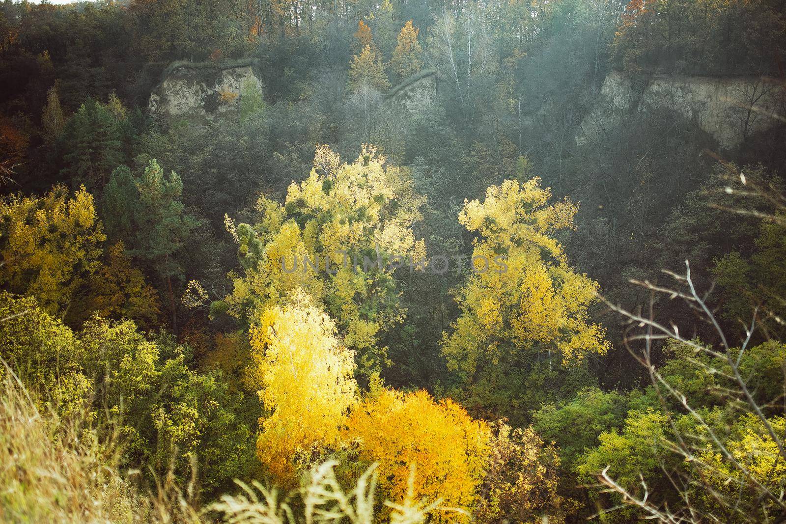 Autumn forest, bird's-eye view. Gold colored autumn landscape with yellow and green trees. Image flooded with sunlight. Beauty in nature concept.