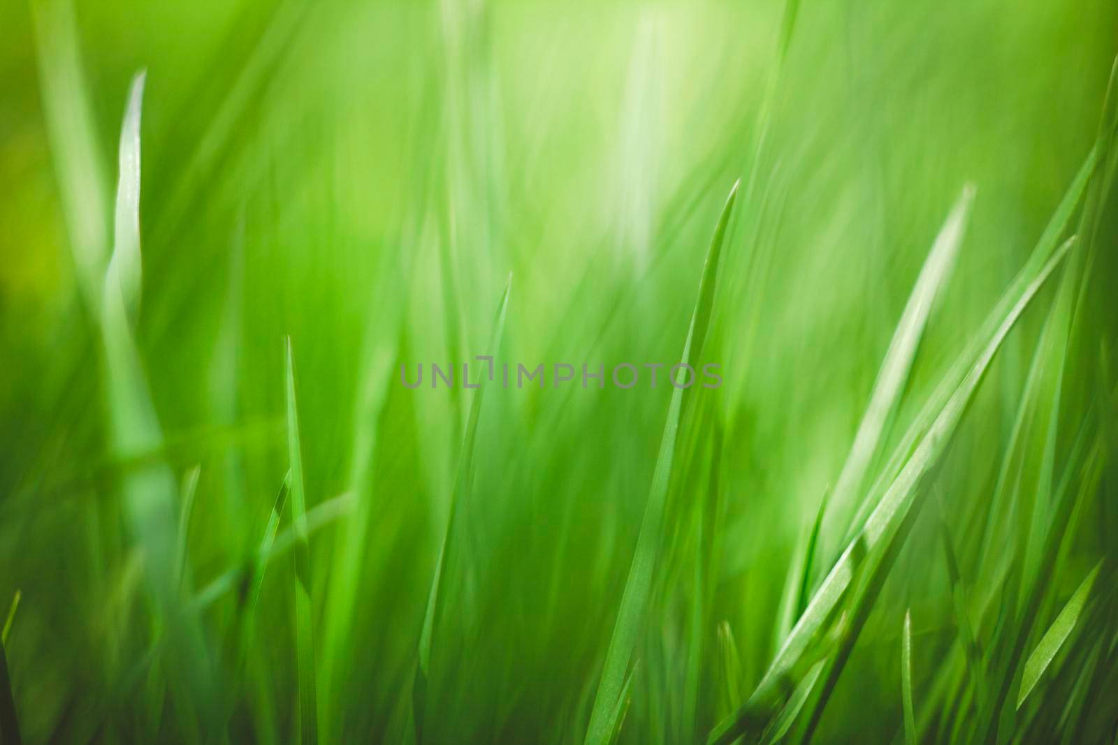 Abstract natural backgrounds with beauty bokeh
