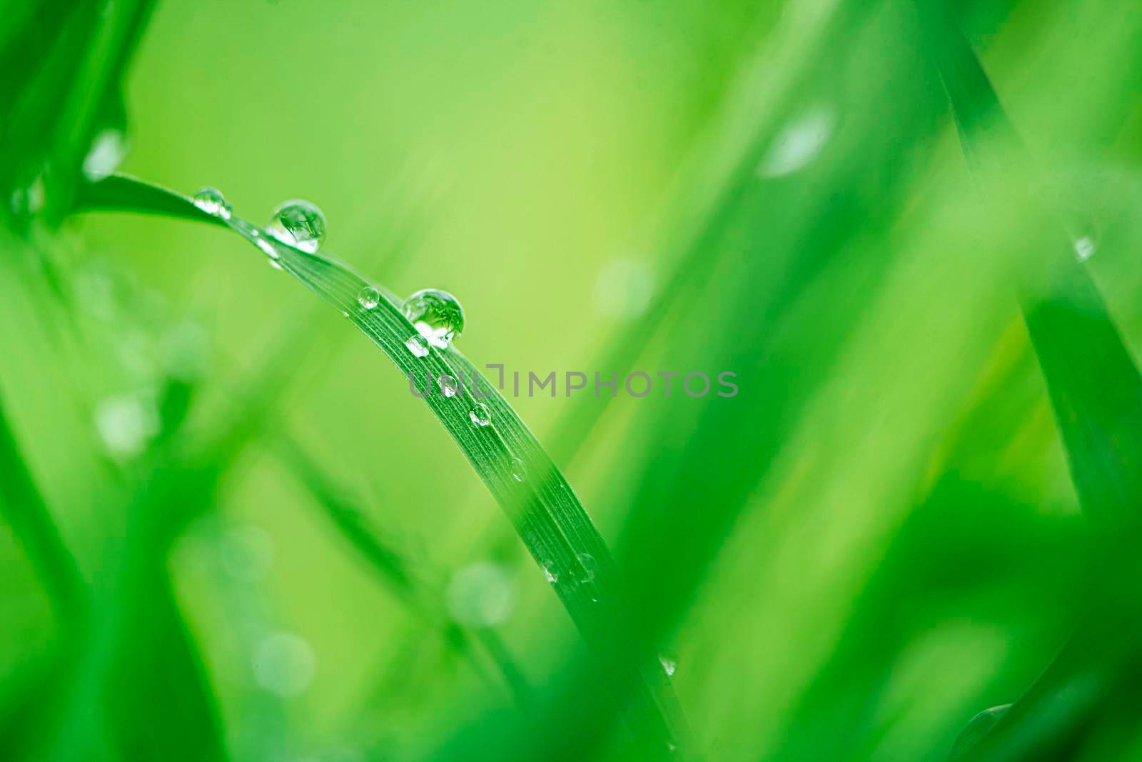 Abstract natural backgrounds with beauty bokeh