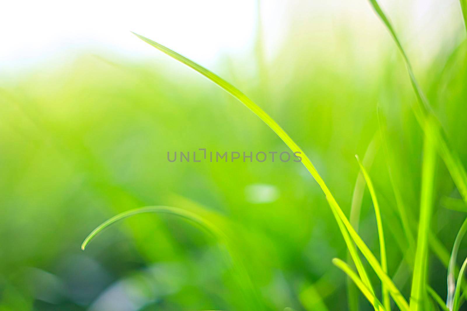 Abstract natural backgrounds with beauty bokeh