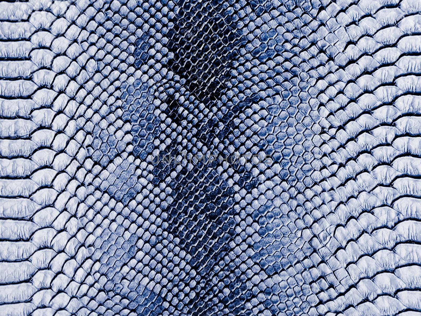 Snake skin background. Close up.