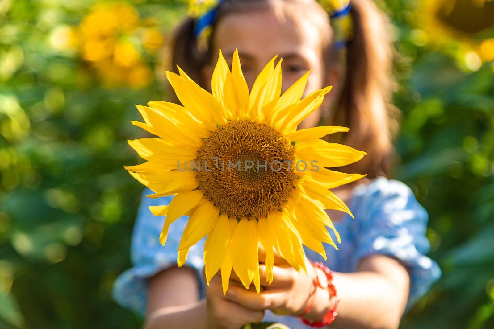 A child in a field of sunflowers. Ukraine. Selective focus. Nature.