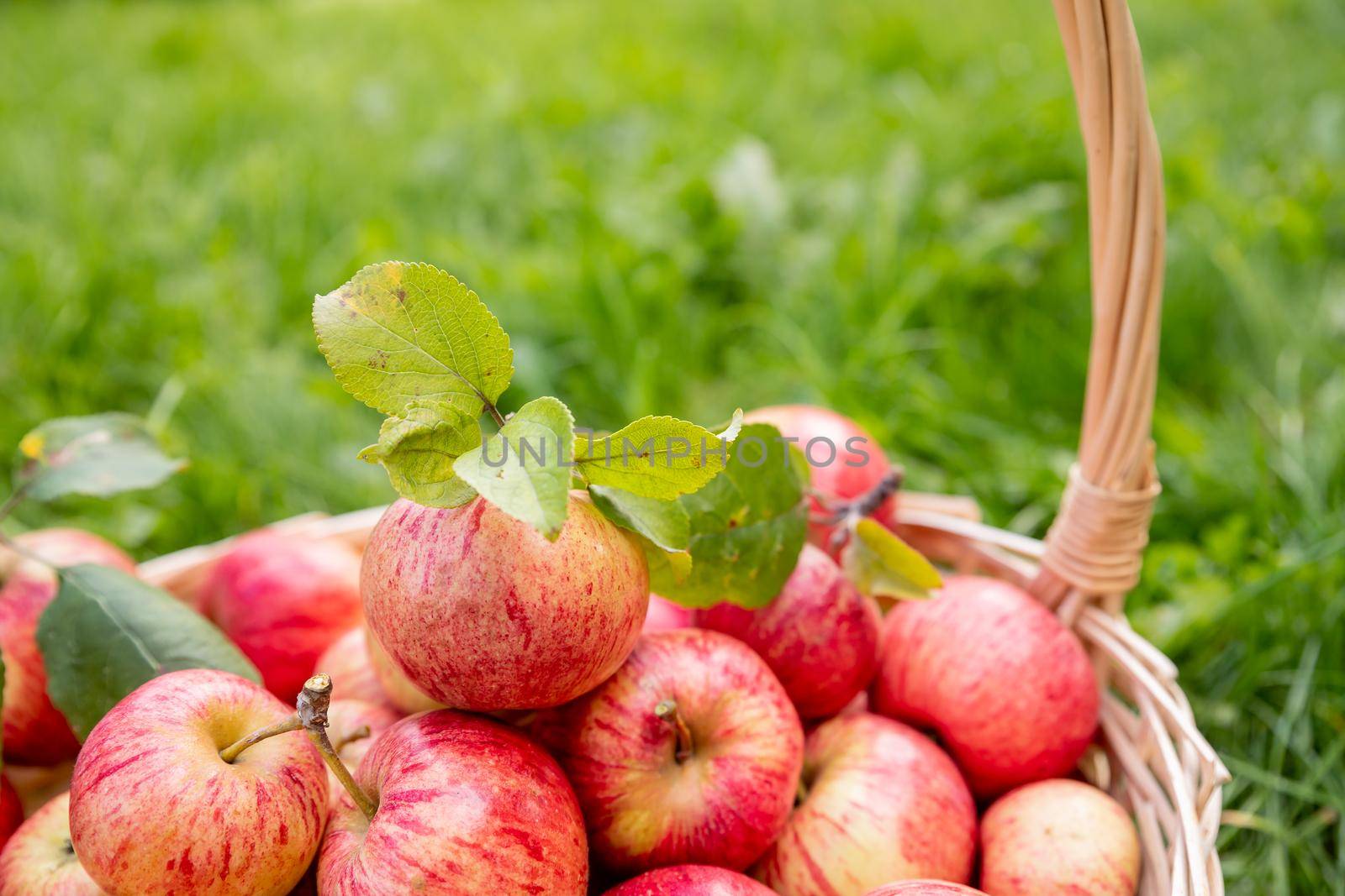 Organic apples in basket in summer grass. Fresh apples in nature