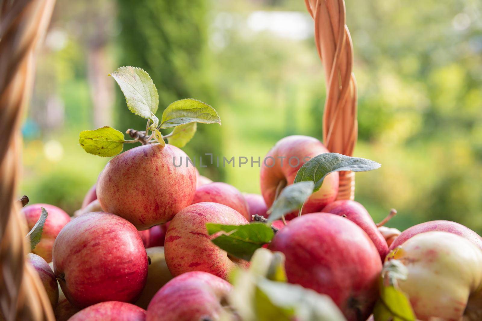 Organic apples in basket in summer grass. Fresh apples in nature