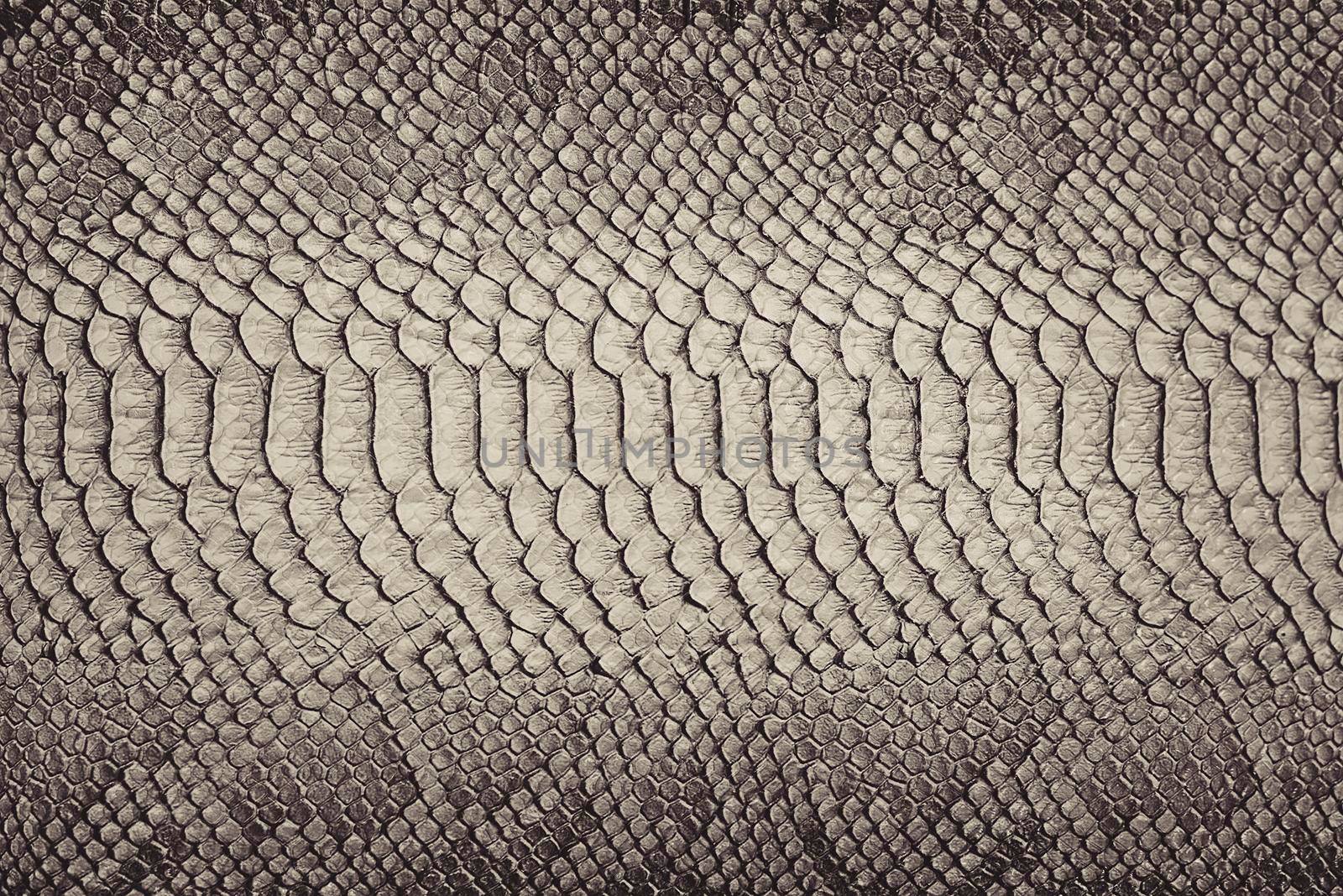 Snake skin background. Close up.