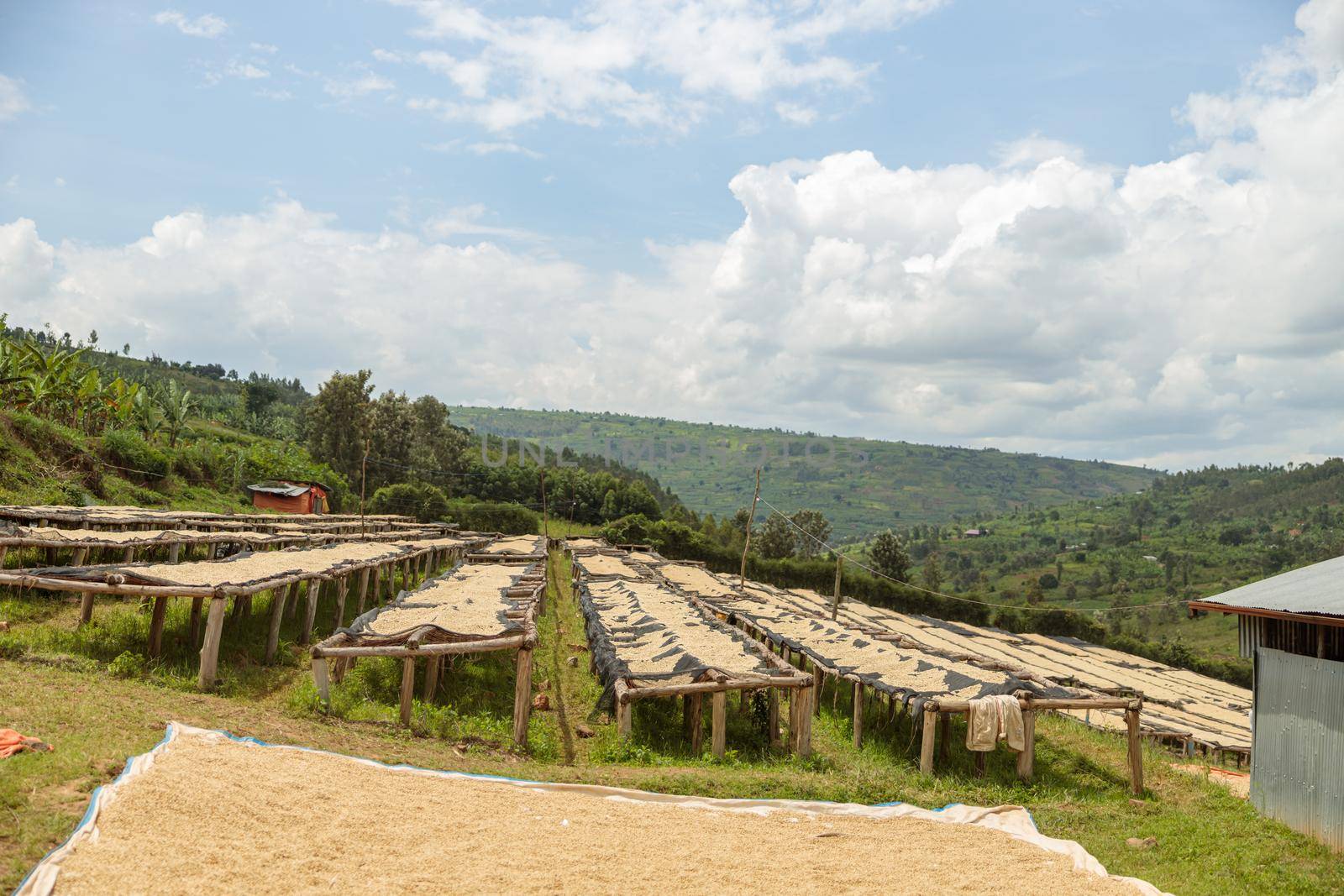 Wooden tables for drying on a hillside in a coffee farm by Yaroslav_astakhov