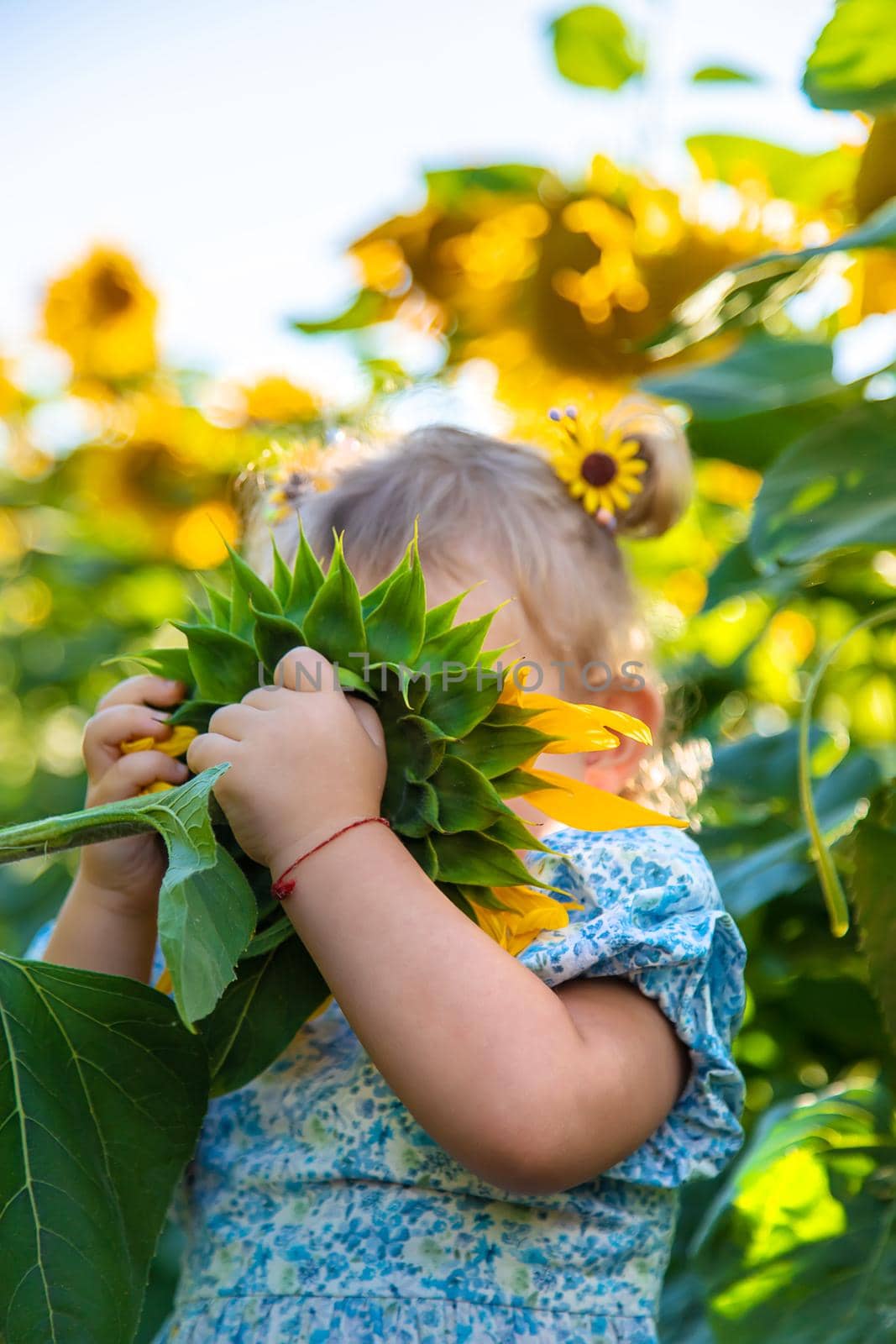 A child in a field of sunflowers. Ukraine. Selective focus. Nature.