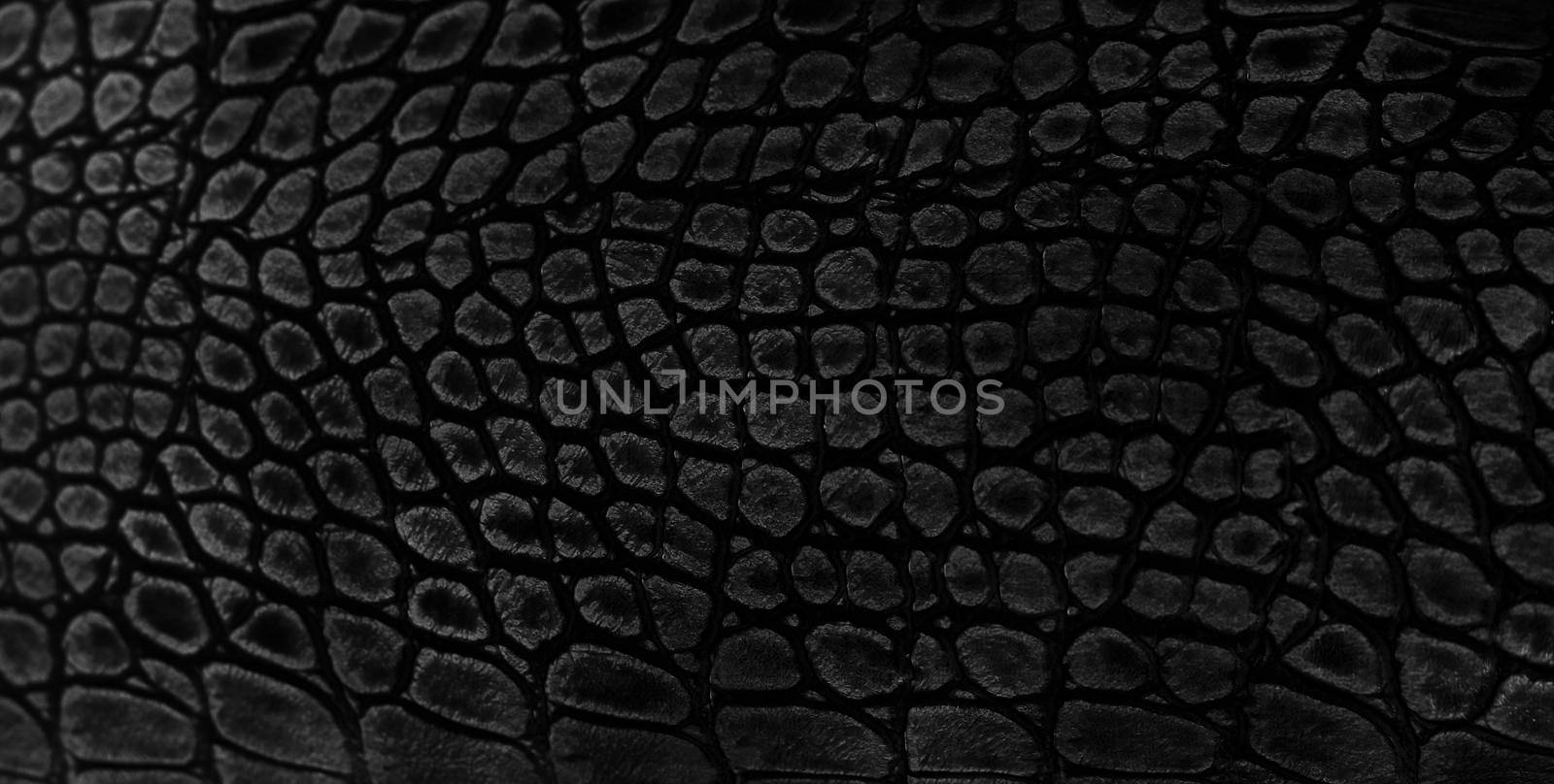 Snake skin background. Close up.