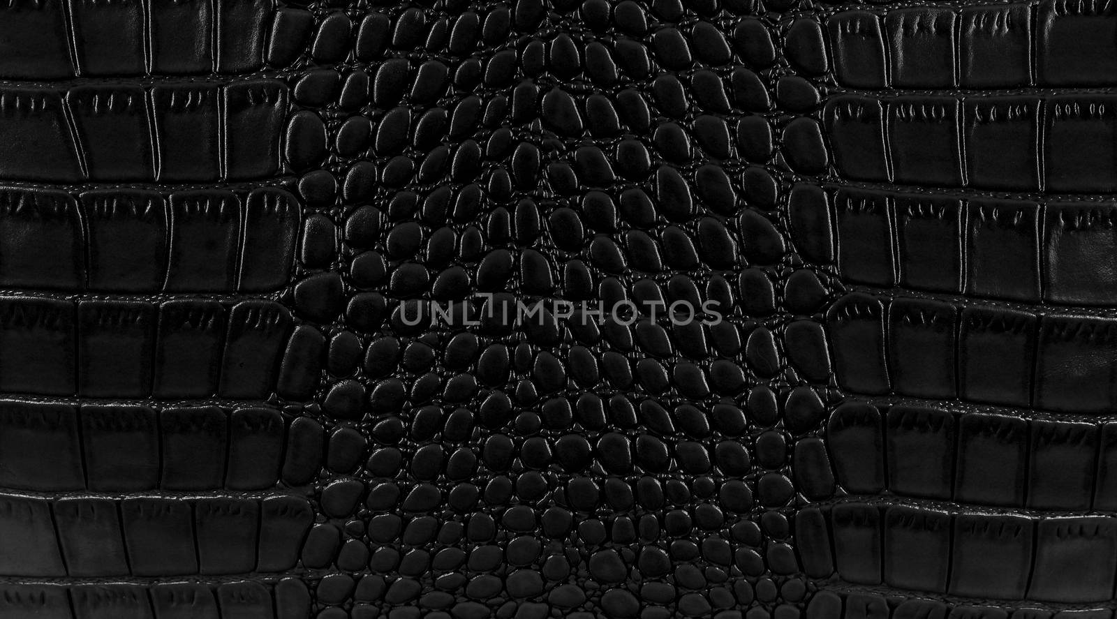 Snake skin background. Close up.