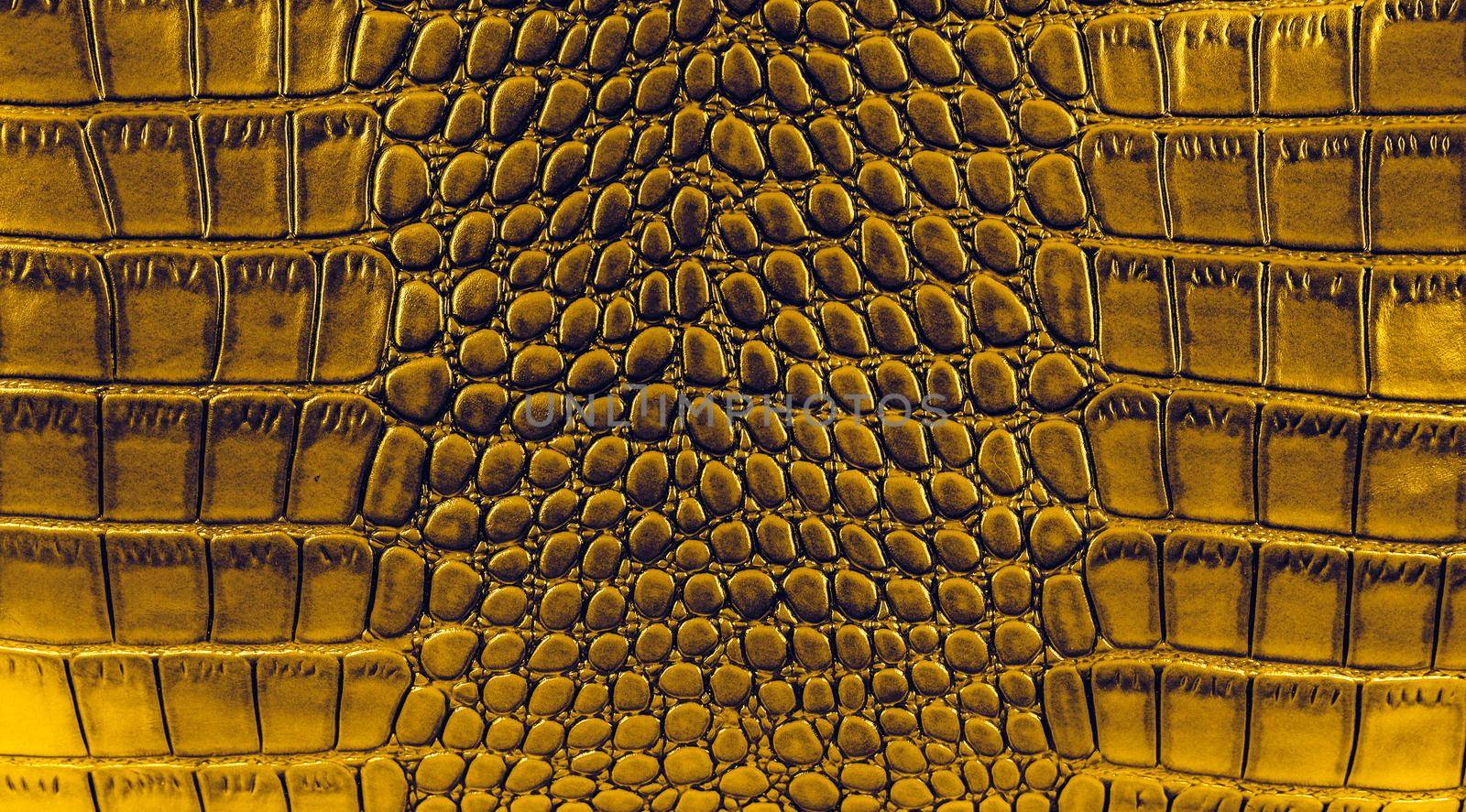 Snake skin background. Close up