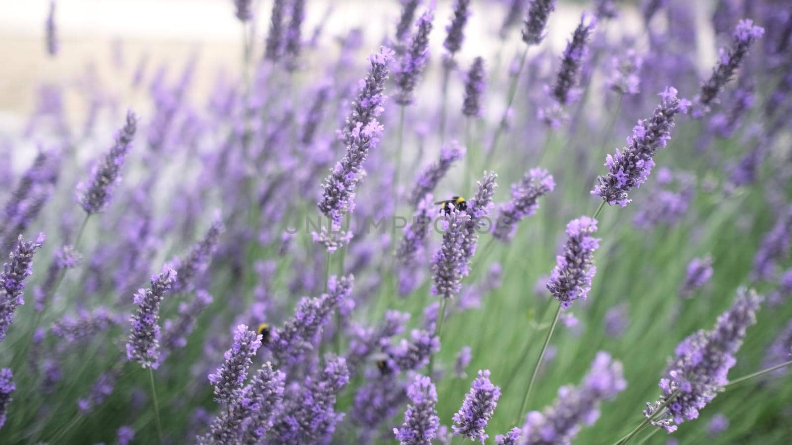 Flying bumble-bee gathering pollen from lavender blossoms. Close up Slow Motion. Beautiful Blooming Lavender Flowers swaying in wind. Provence, South France, Europe. Calm Cinematic Nature Background.