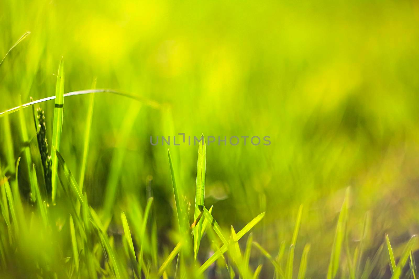 Abstract natural backgrounds with beauty bokeh