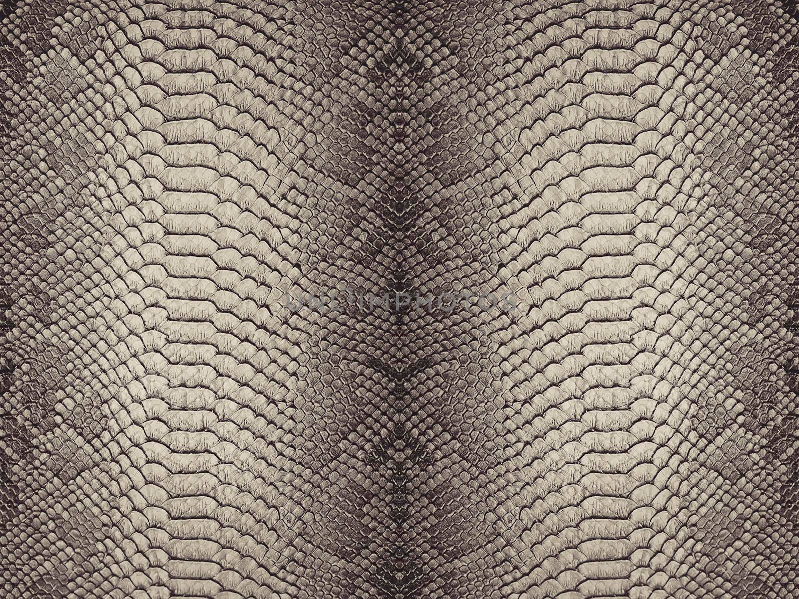 Snake skin background. Close up