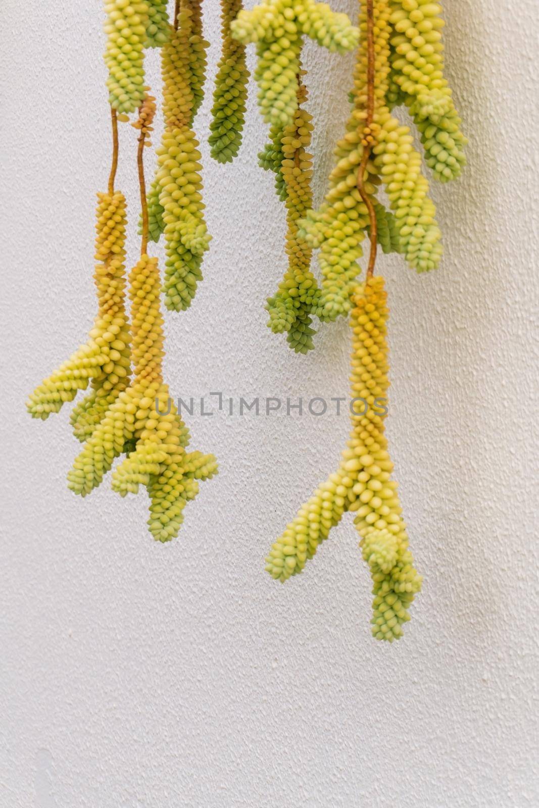 Yellow - green trailing stems of succulent sedum morganianum on a white textured background