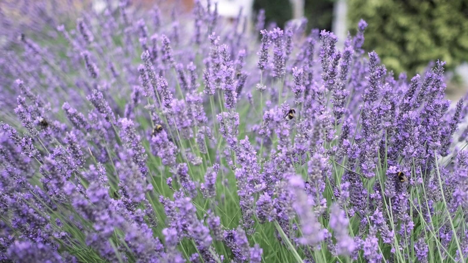 Flying bumble-bee gathering pollen from lavender blossoms. Close up Slow Motion. Beautiful Blooming Lavender Flowers swaying in wind. Provence, South France, Europe. Calm Cinematic Nature Background.
