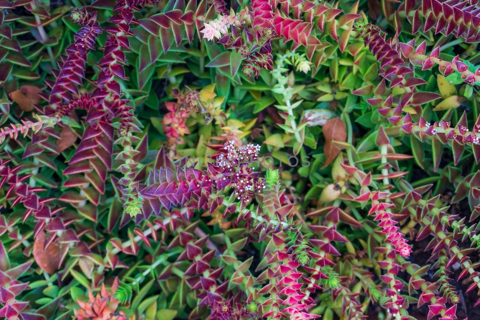 Multi-colored shoots of the succulent Crassula Capitella natural background