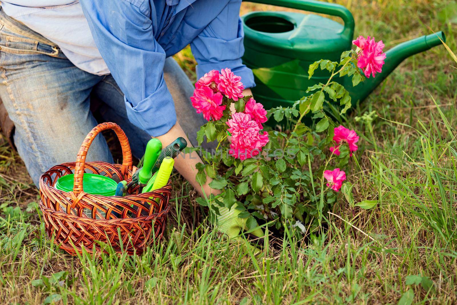 Woman gardener planting a sapling of red rose by Nobilior