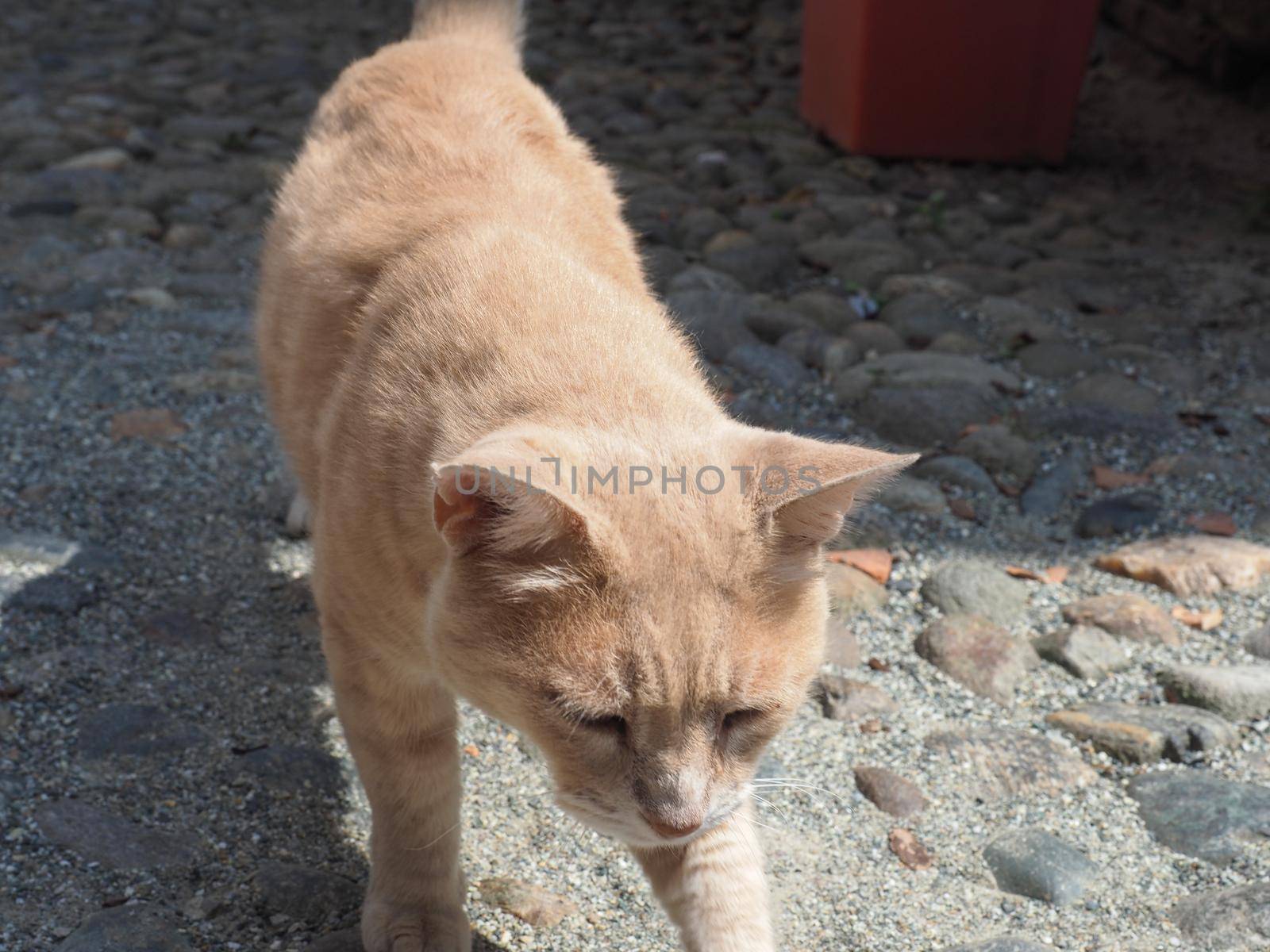 orange tabby cat by claudiodivizia