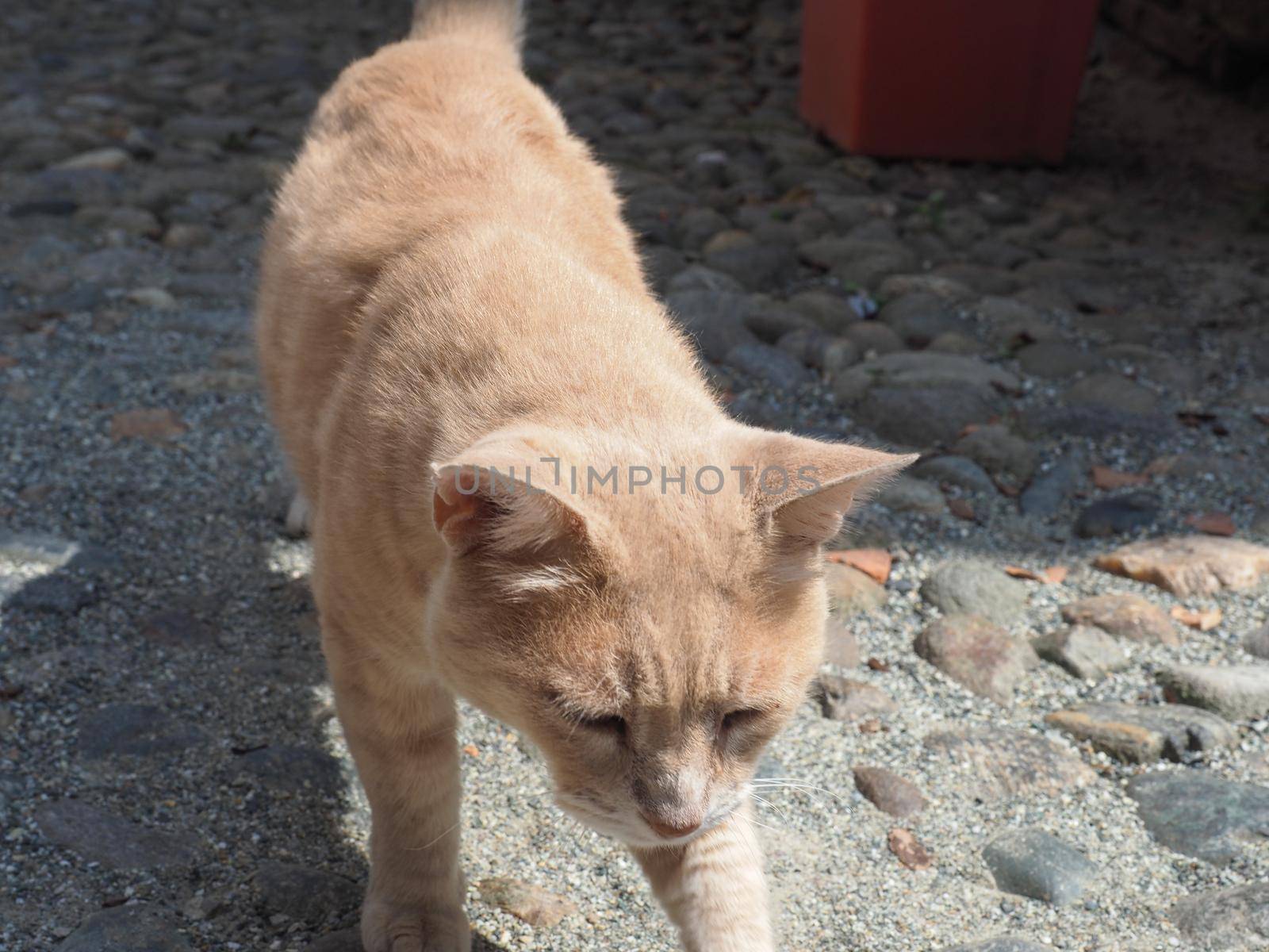 orange domestic tabby cat aka housecat scientific name Felis catus