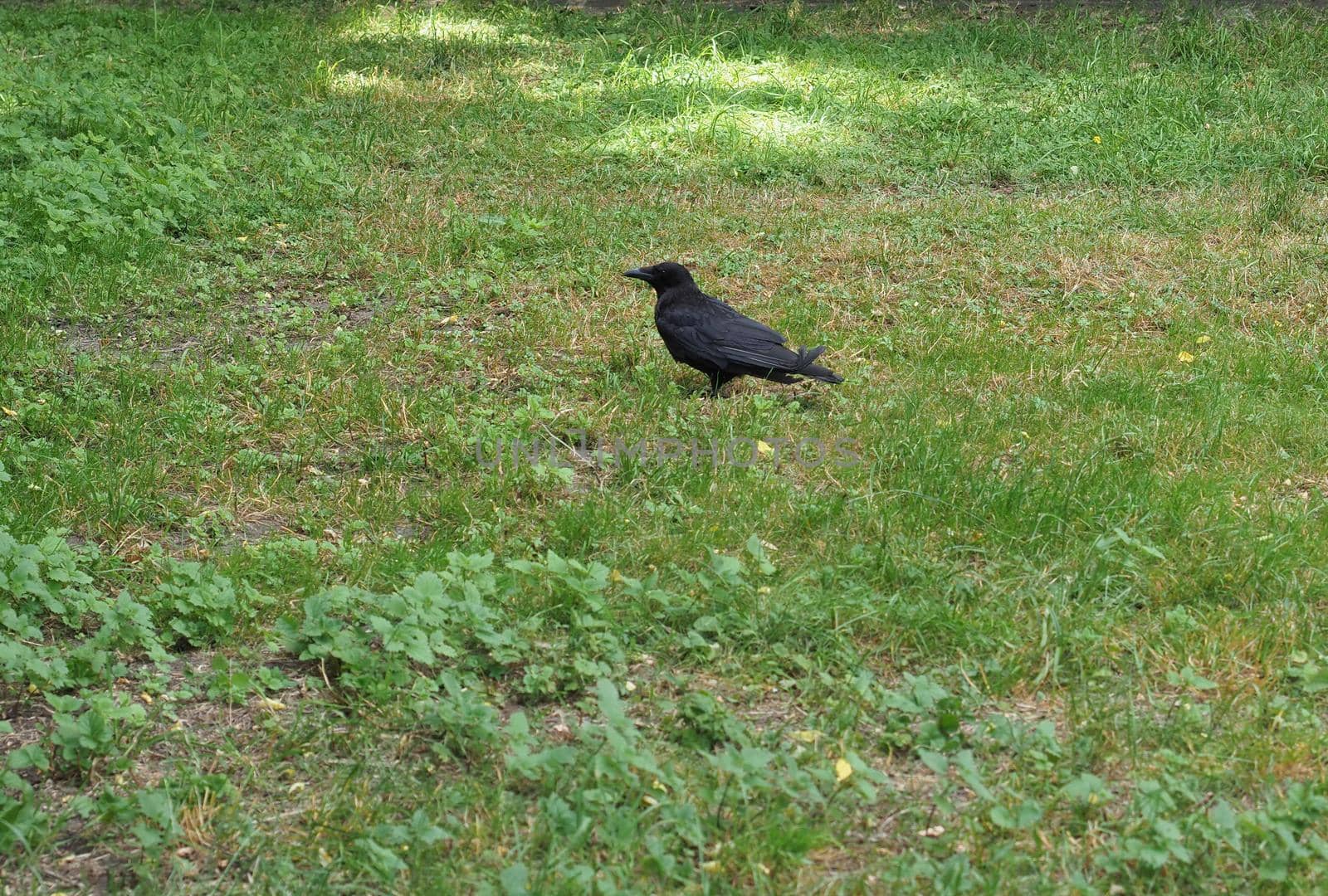 crow scient. name Corvus bird animal by claudiodivizia