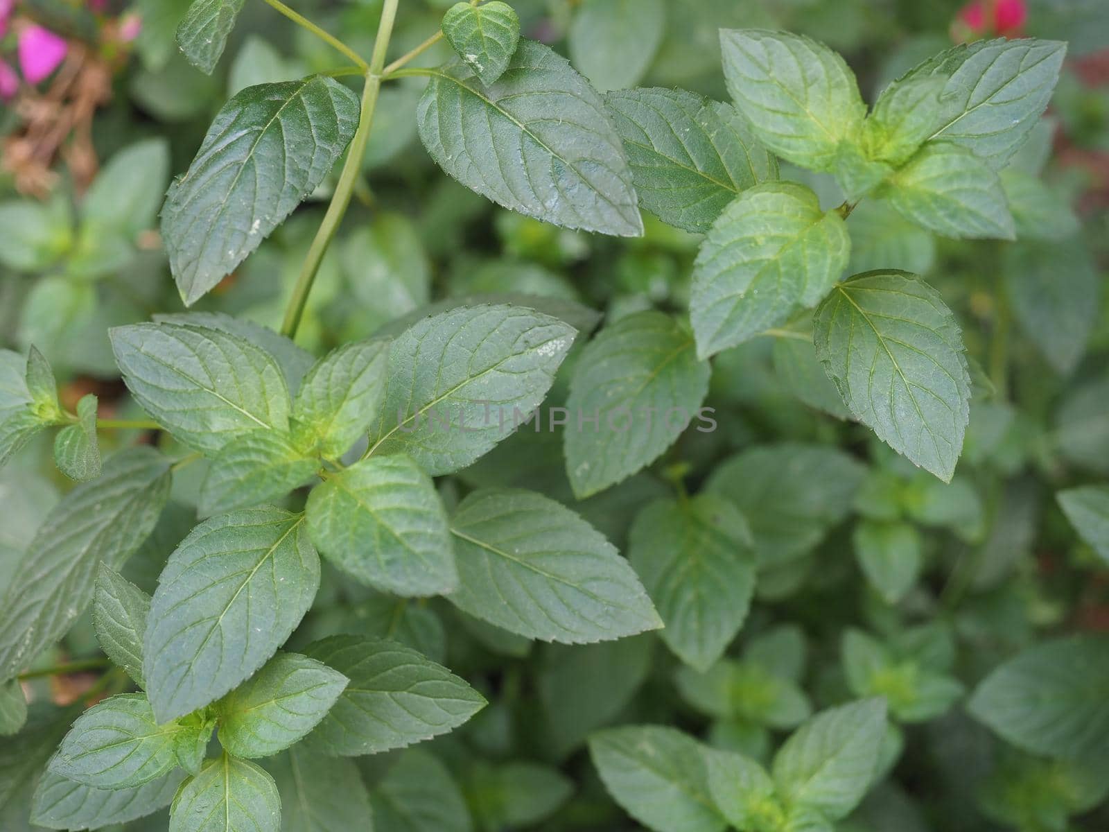 green peppermint plant scientific name Mentha piperita