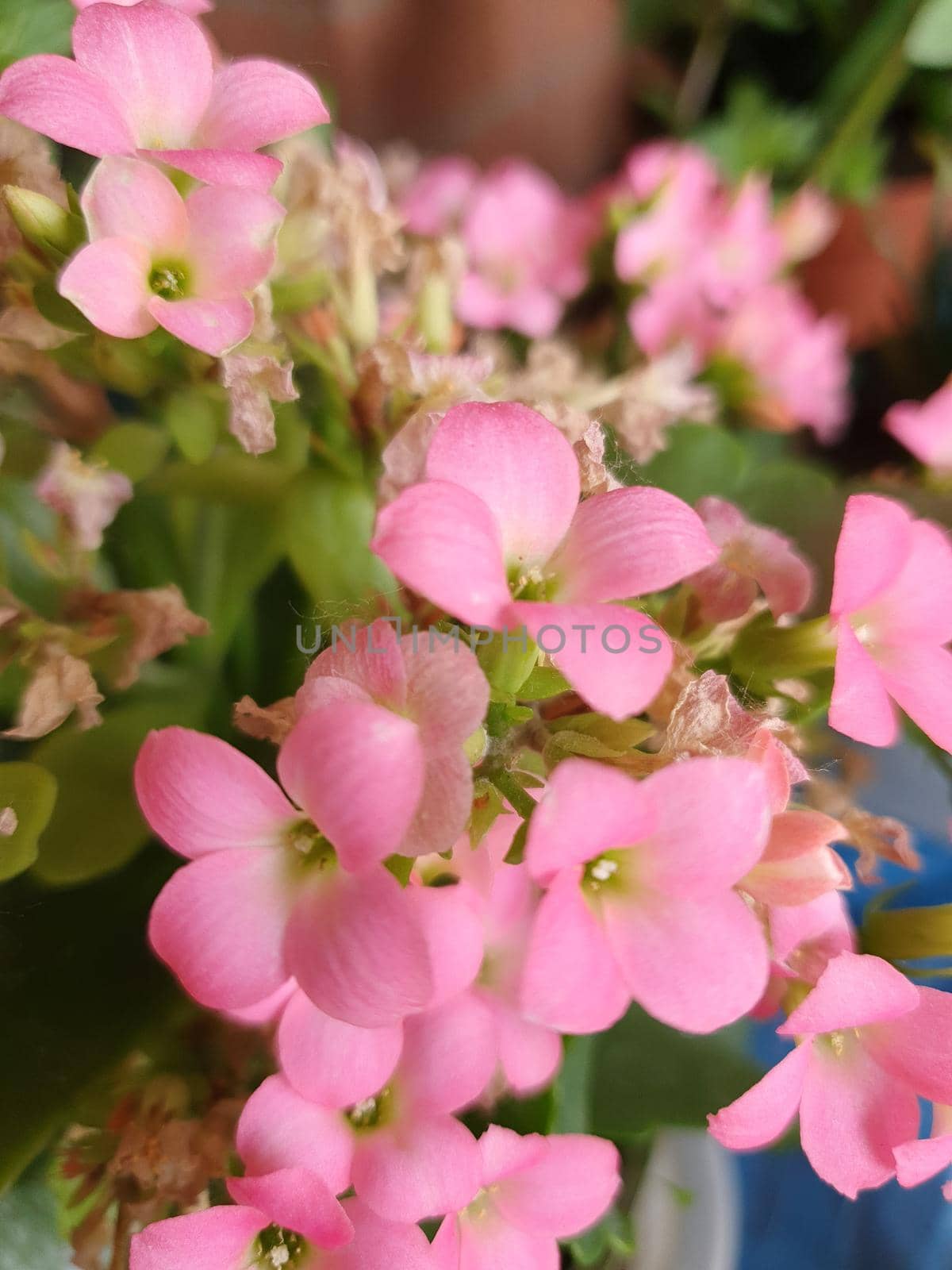 kalanchoe pink flower scient. class. Saxifragales Crassulaceae by claudiodivizia