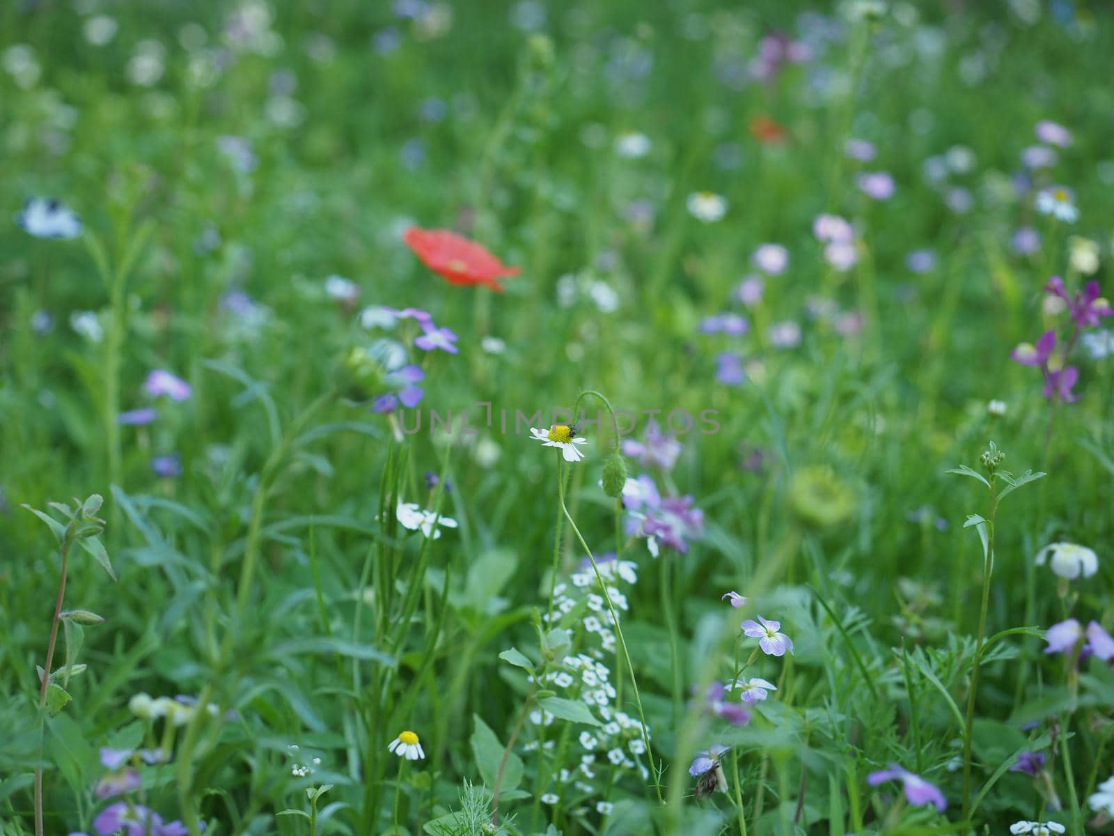 green meadow background by claudiodivizia