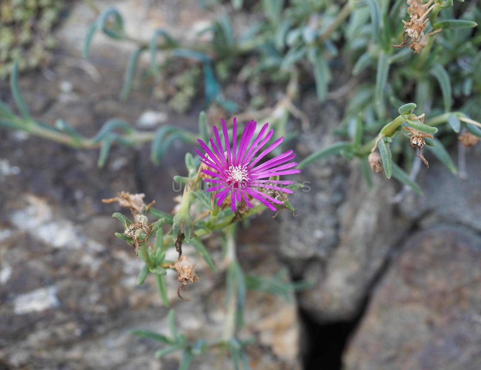 purple flower selective focus by claudiodivizia