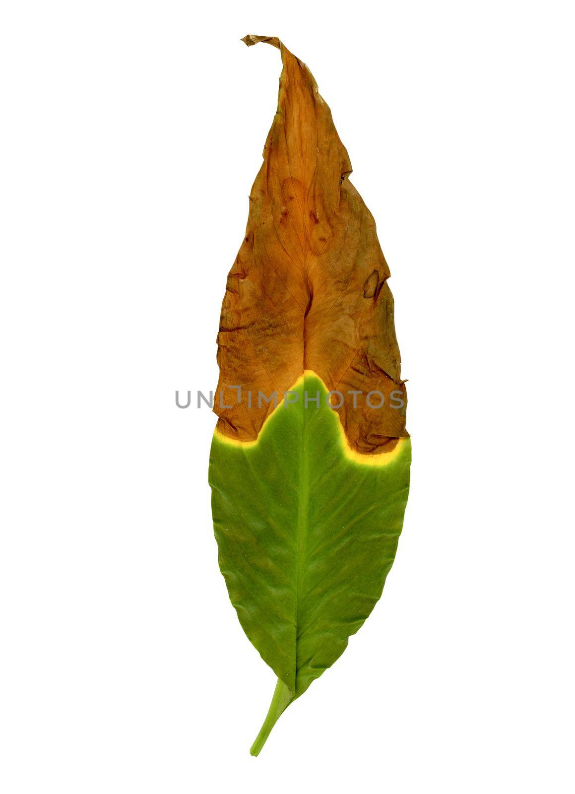 brown leaves caused by under watering, sunburn or overwatering by claudiodivizia