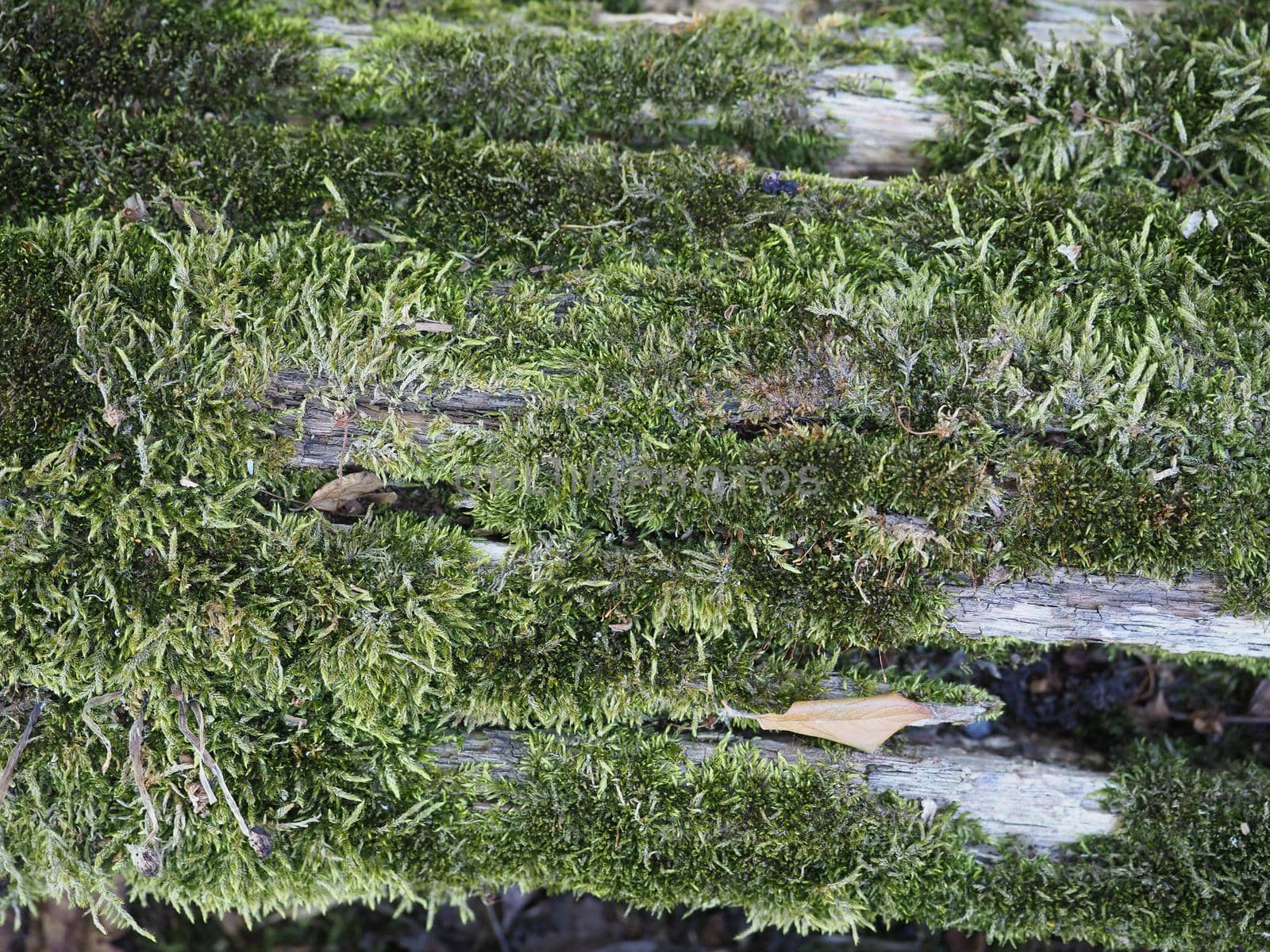 green moss texture useful as a background